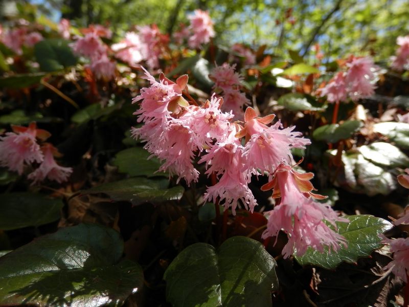 ベニバナヒメイワカガミ(7)