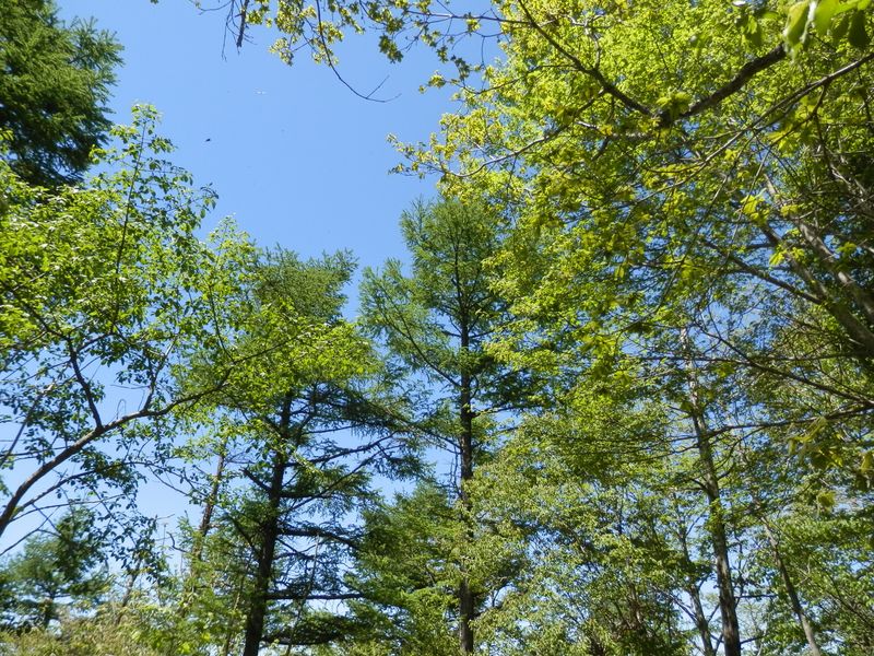 カラマツとミズナラの新緑。エゾハルゼミが賑やか