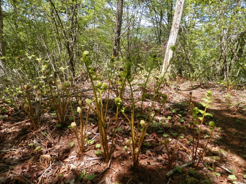 ゼンマイの家族