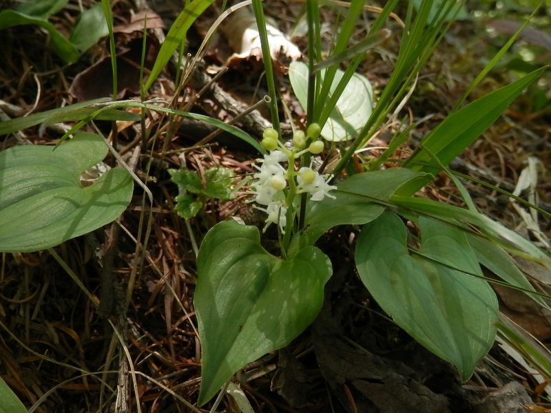 マイヅルソウかな？