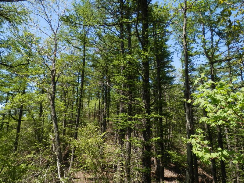 カラマツ、カエデ類、ミズナラなど