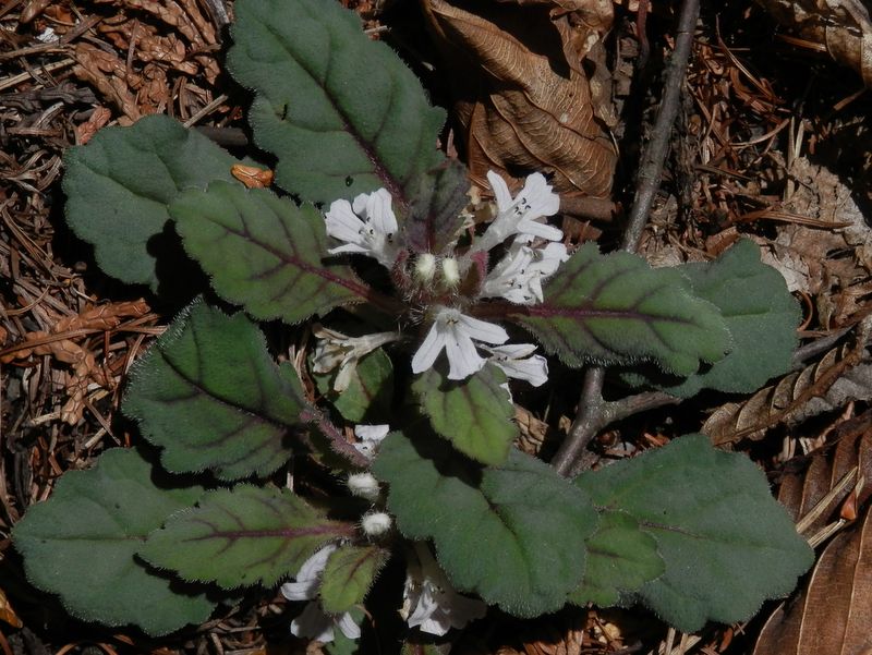 ツクバキンモンソウ