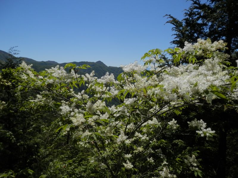 アオダモの、白いもこもこ