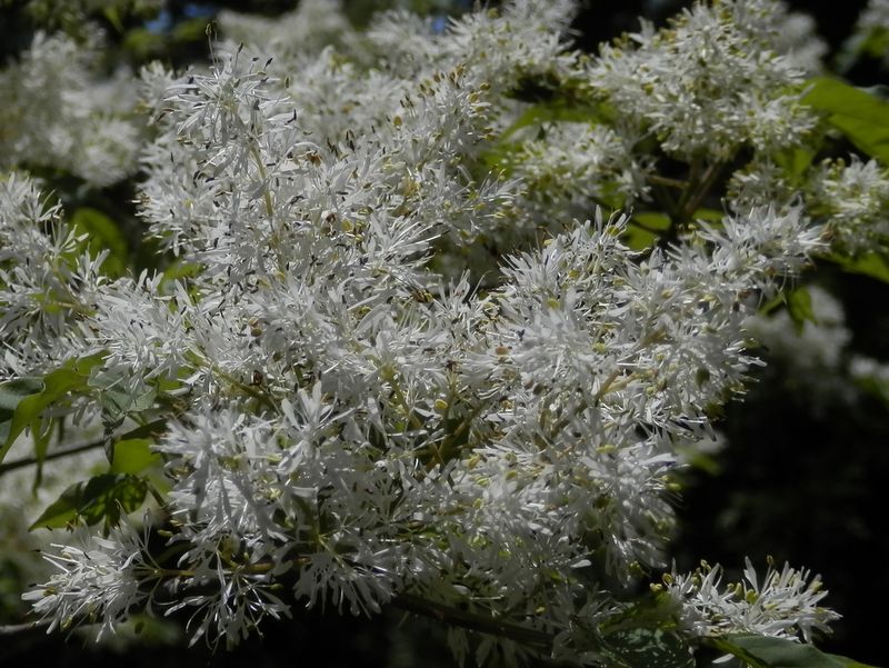 アオダモに接近