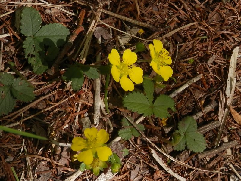 ツルキンバイかな