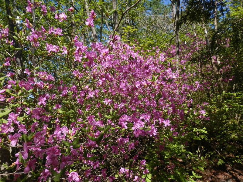 目を楽しませてくれたミツバツツジ