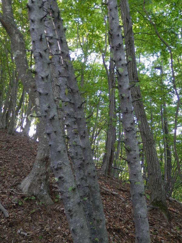 何という木だろう？