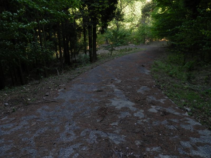 林道に下り立った