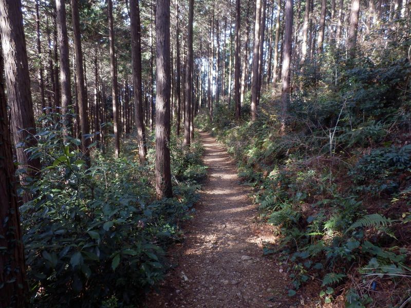 心地よい光が差す杉林