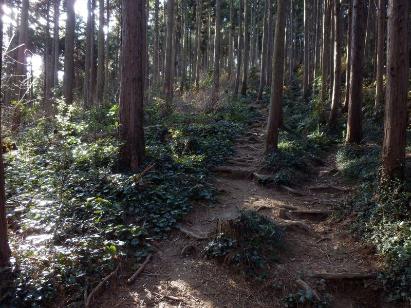 フユイチゴの大群生地