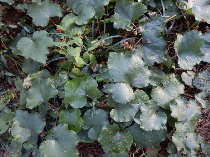 葉の下にフユイチゴの実が隠れている