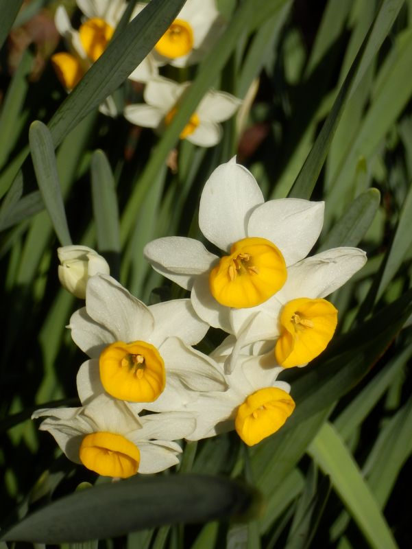 スイセンの季節