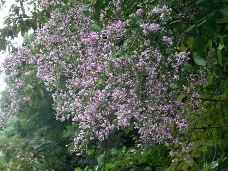 垂れ下がる満開のヤマハギ