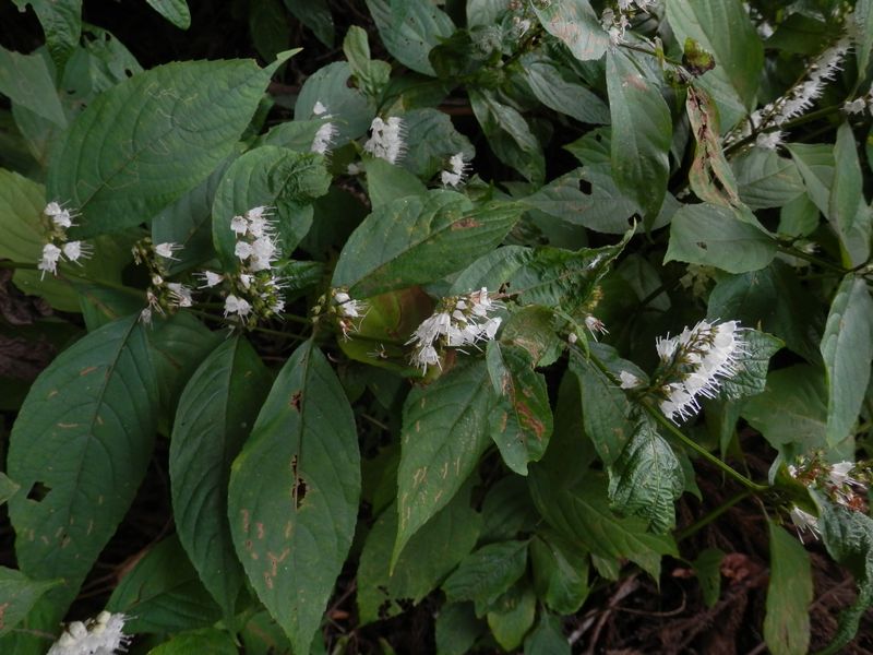 シモバシラは葉が傷んでいた