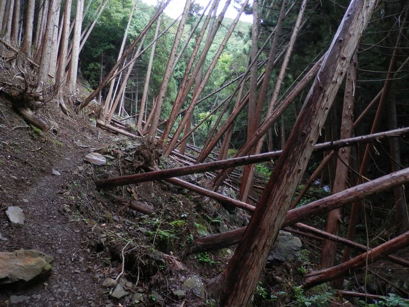 ここは倒木が多かった