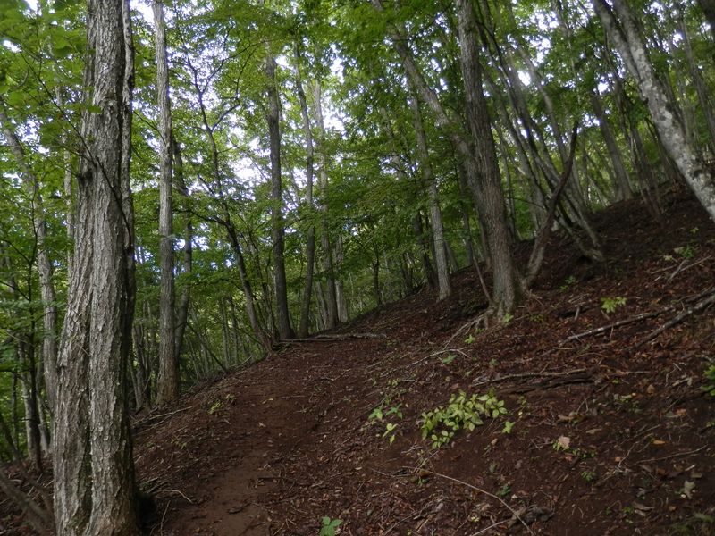 ミズナラとブナの林