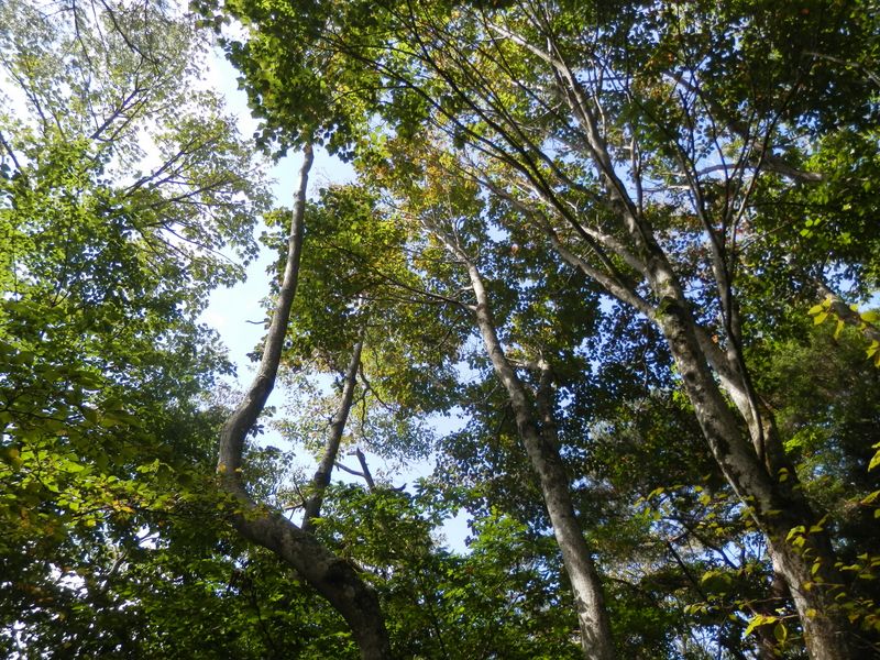 大きなカエデの木は黄葉の準備中か