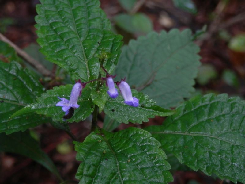 p9264849.jpg (large)