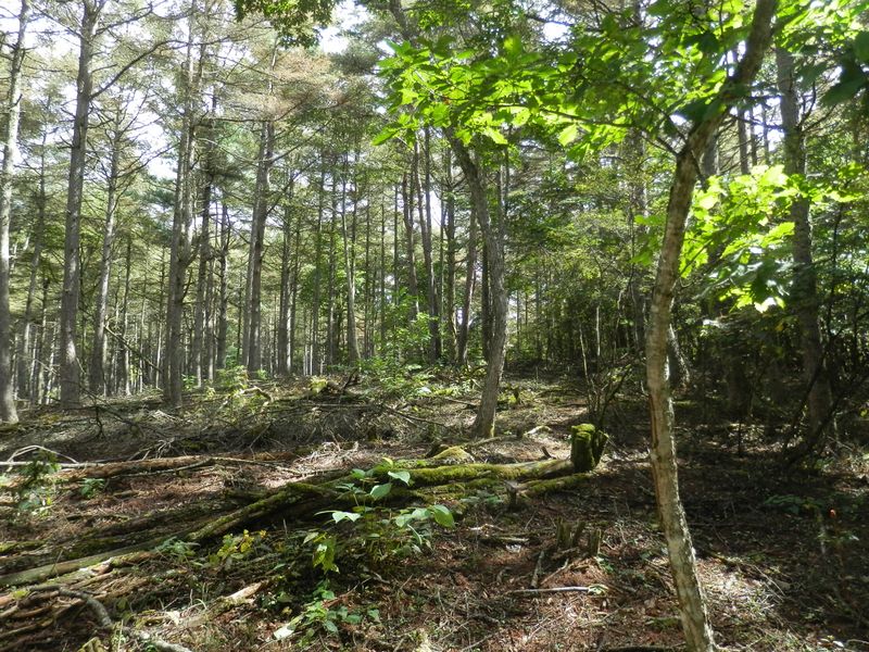 カラマツ林に光が差し込む