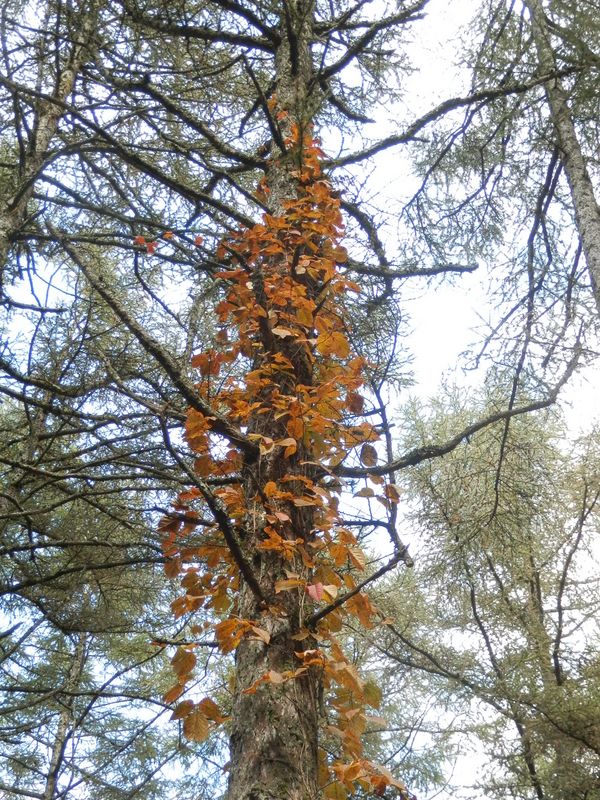 ♪松を彩る...ツタ