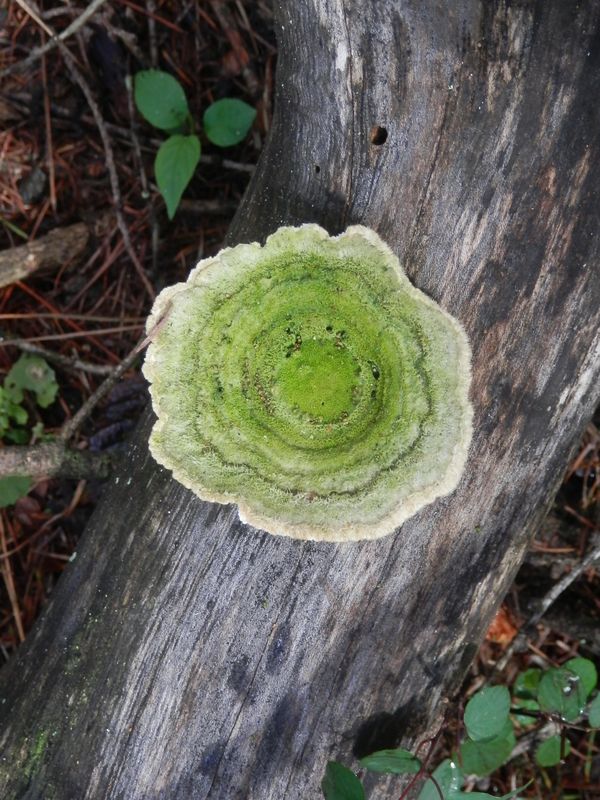 枯れ木を彩るキノコ