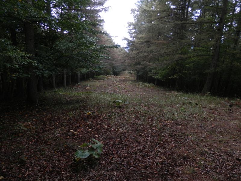 防火帯にマルバダケブキがわずかに咲き残って