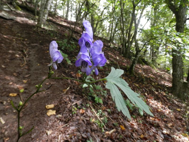 ひっそりと咲くヤマトリカブト