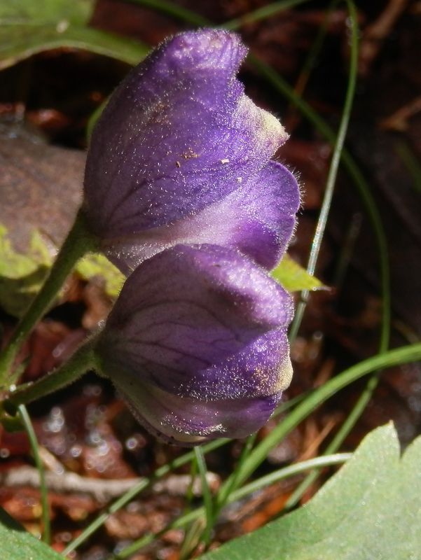 トリカブトの形ができていないつぼみ