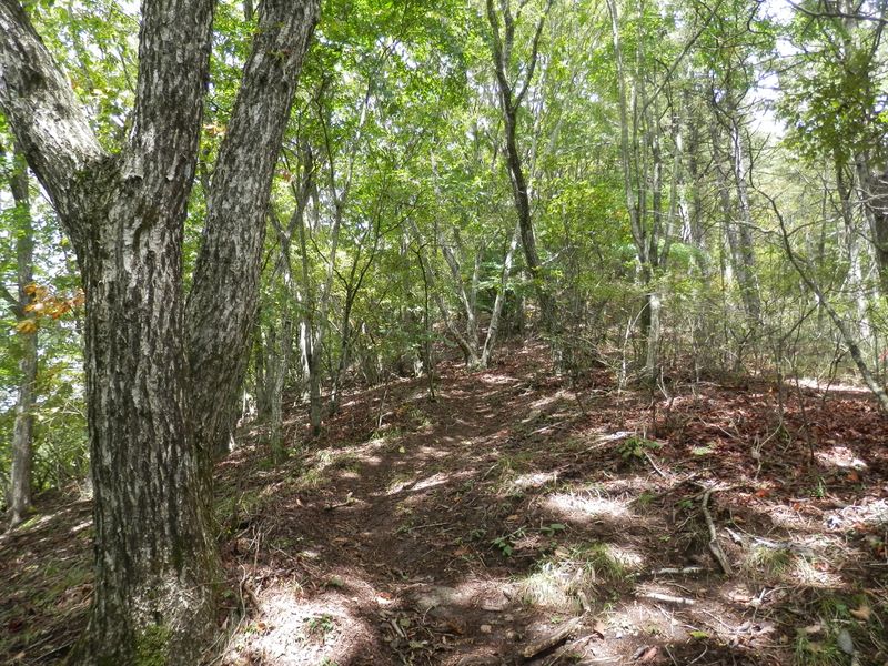 ミズナラはあってもドングリがほとんど見られなかった