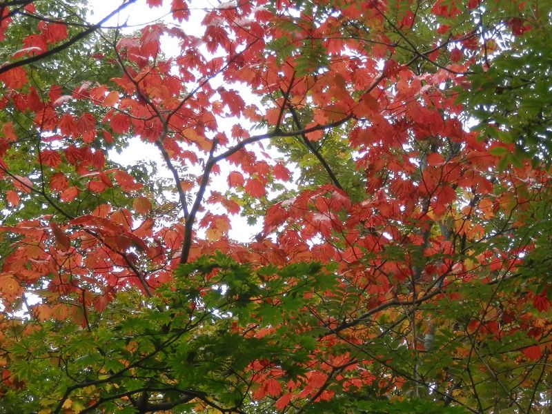 大谷ヶ丸 -- 紅いカエデと緑のモミジ