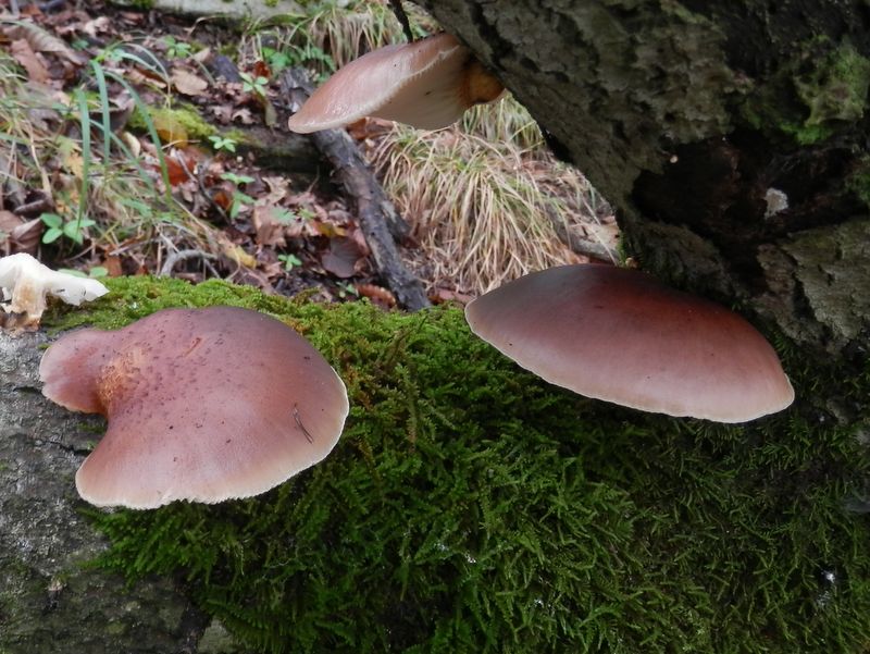 大谷ヶ丸 -- おいしそうだけど手が出ない