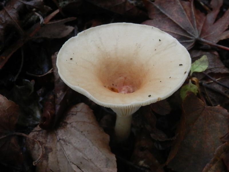 大谷ヶ丸 -- おちょこ