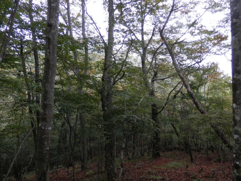 前方のハマイバはガスの中