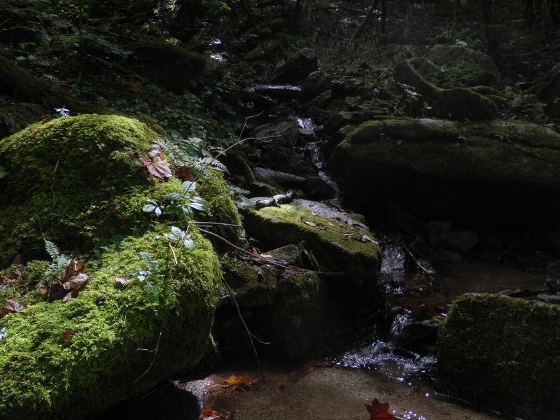 大谷ヶ丸 -- ちょっとしたロックガーデン