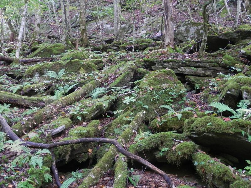 シダ類や苔類の生した岩石園