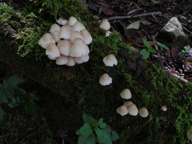 和菓子みたいなキノコ