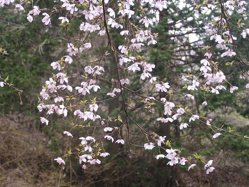 大山ミニアドベンチャー -- ヤビツ峠から門戸口に通じる登山道
