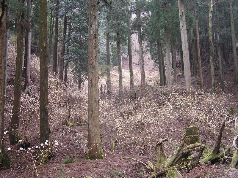 大山ミニアドベンチャー -- 谷も尾根も埋め尽くすように咲くミツマタ
