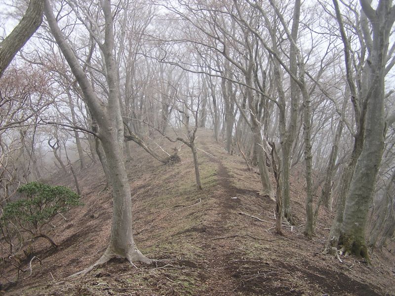 大山ミニアドベンチャー -- 広葉樹の芽吹きは、始まったばかり