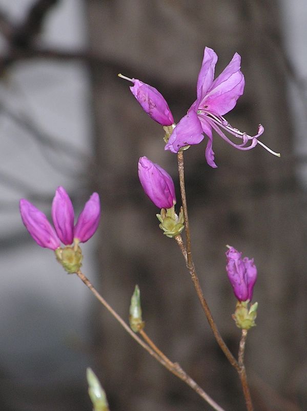 大山ミニアドベンチャー -- ミツバツツジが咲き始めていた