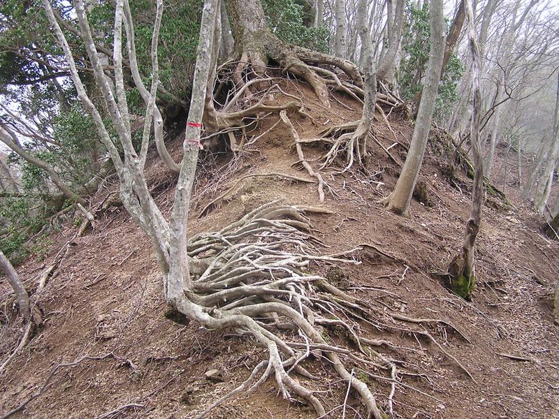 大山ミニアドベンチャー -- 尾根がどんどん痩せて行くので根が露出してしまう