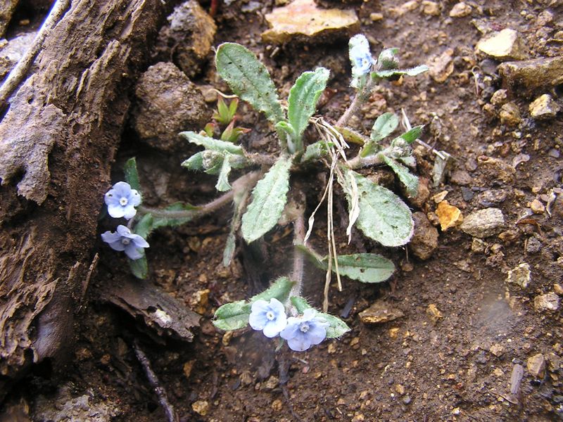 大山ミニアドベンチャー -- ヤマルリソウ