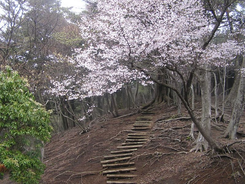 大山ミニアドベンチャー -- 唐沢峠のマメザクラ