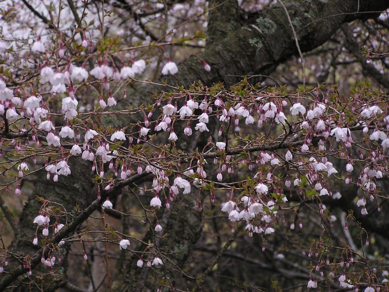 大山ミニアドベンチャー -- 近くで見ると、花が小さくて可愛い