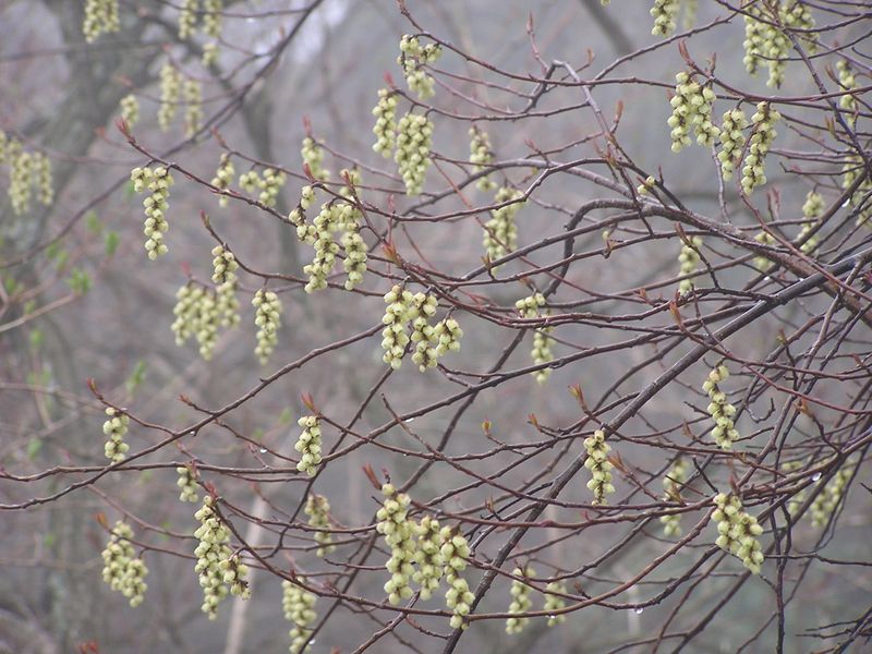 大山ミニアドベンチャー -- キブシ