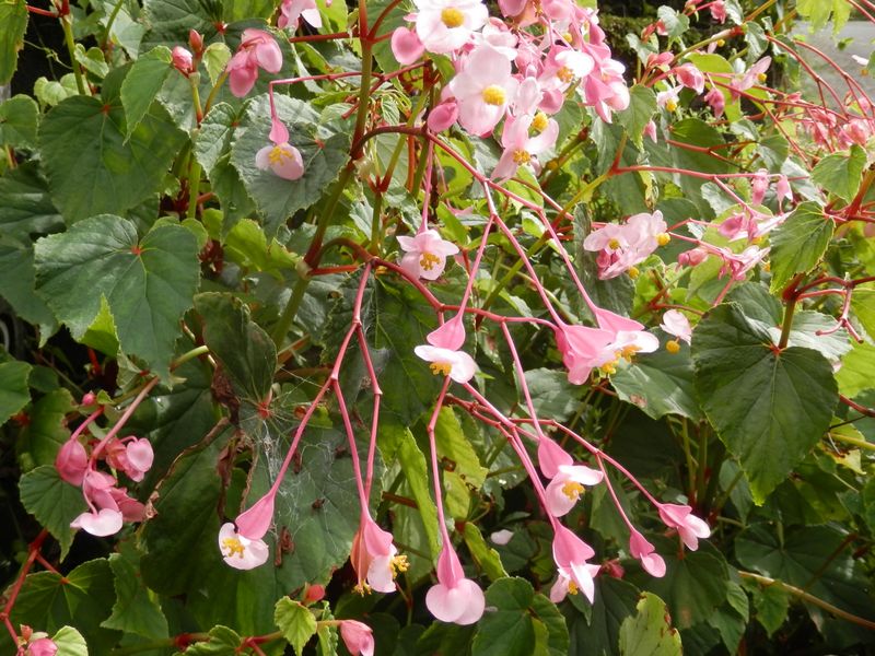 大山 -- シュウカイドウの花が歓迎してくれる