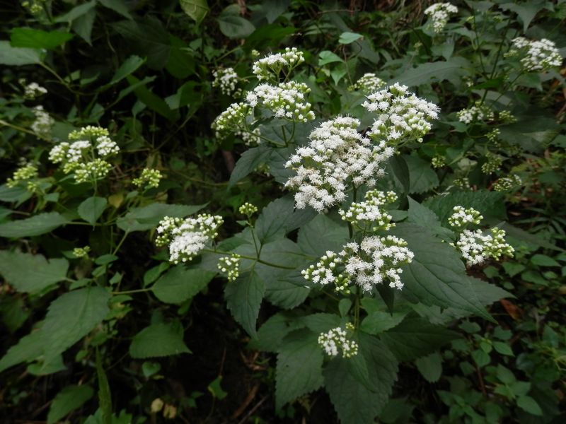 大山 -- オトコエシがたくさん