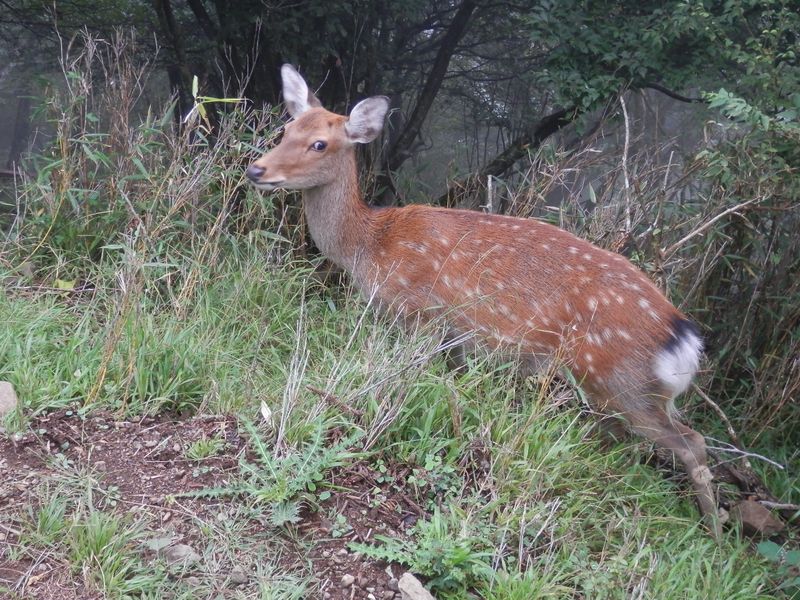 大山 -- シカと目が合った