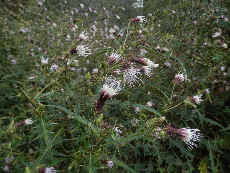 大山 -- ホソエノアザミ