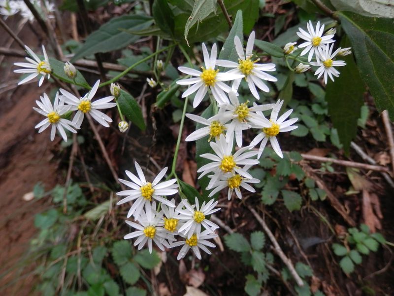 大山 -- シロヨメナかな